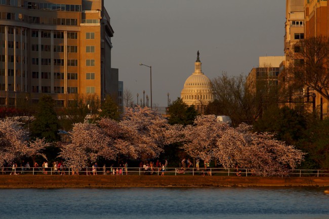 Festival třešňových květů (Cherry Blossom Festival) Washington D.C., USA