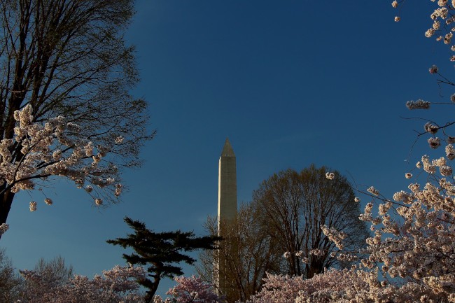 Festival třešňových květů (Cherry Blossom Festival) Washington D.C., USA
